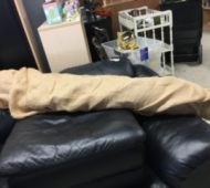 Will burlap roll Will burlap roll
